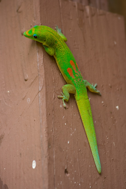 gecko