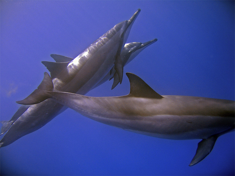 dolphin13
