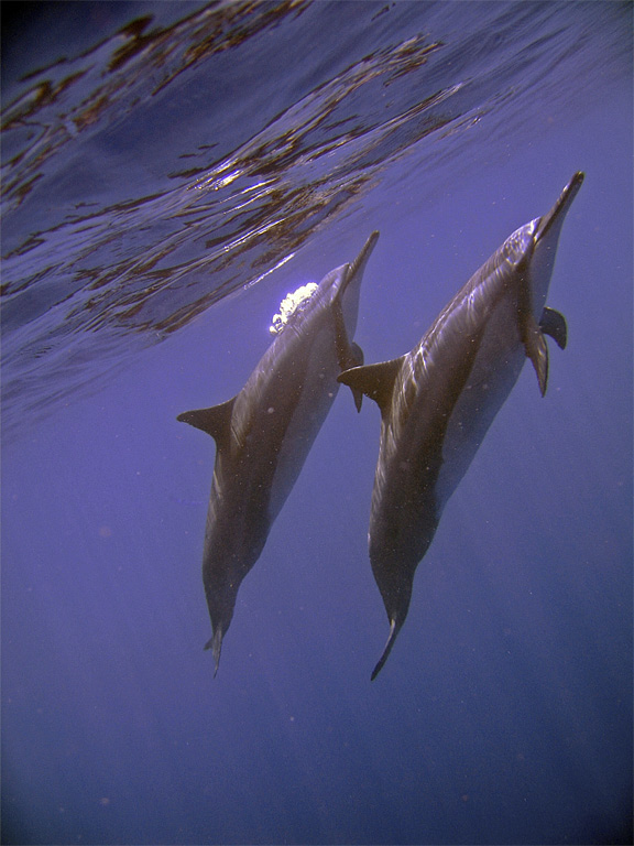 dolphin2