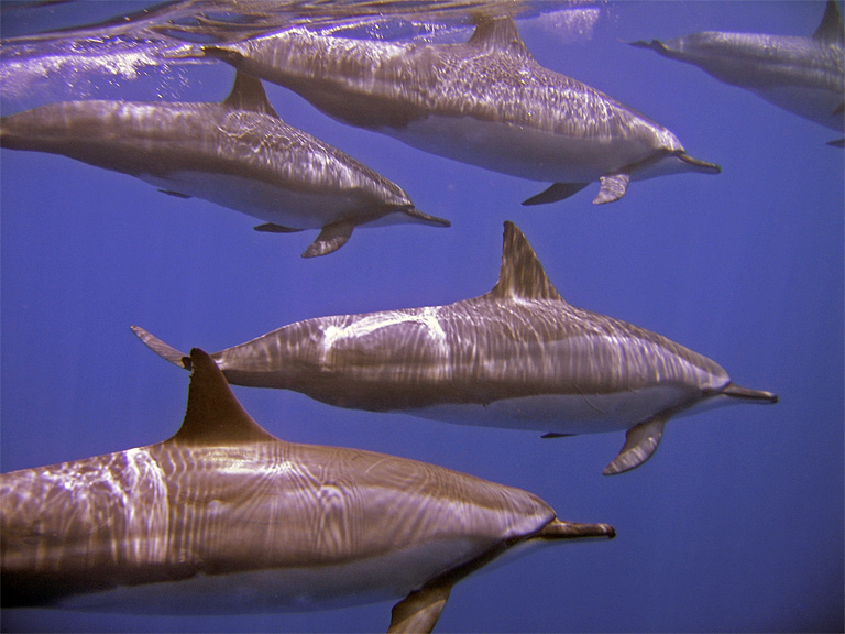 dolphin3