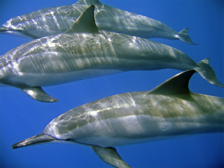 dolphin6