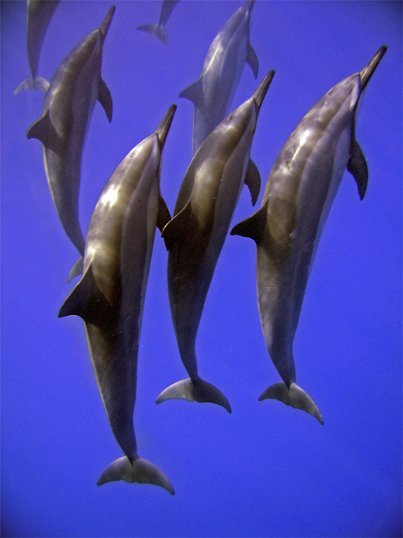 dolphin7