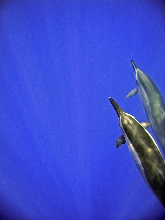dolphin9