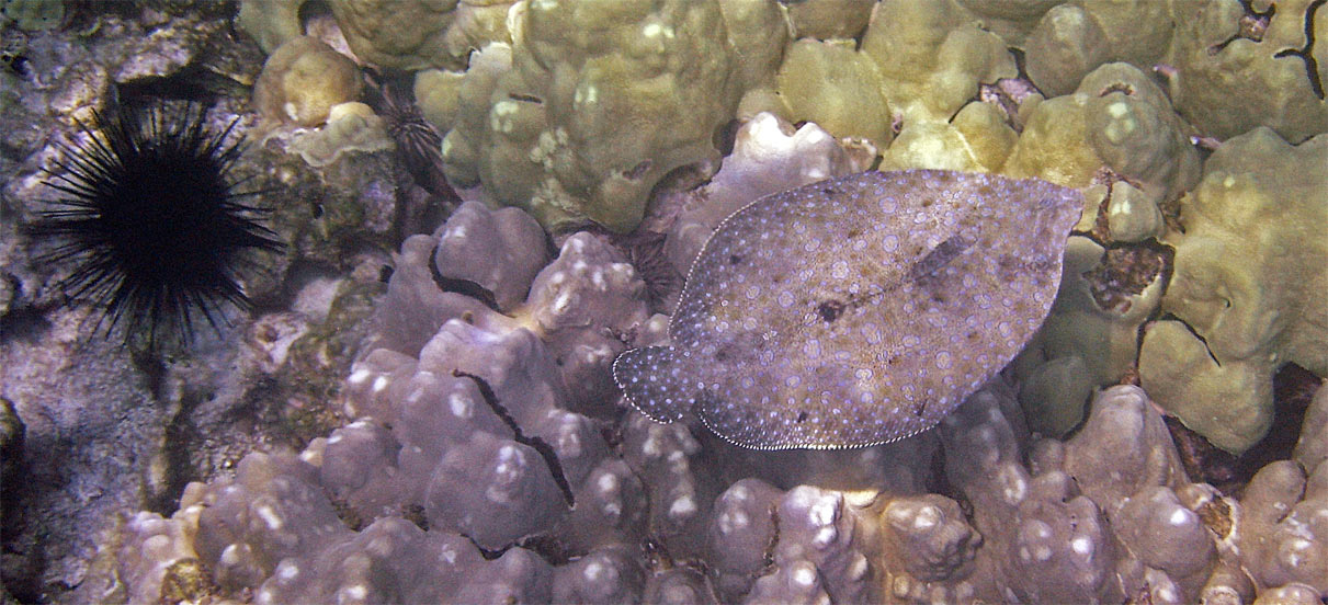 flounder