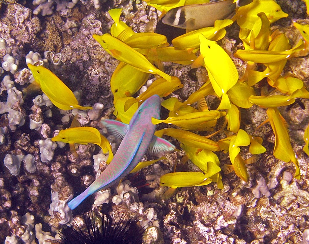 parrotfish