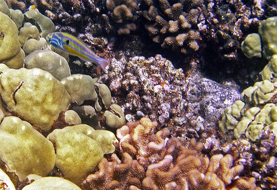 sunset_wrasse