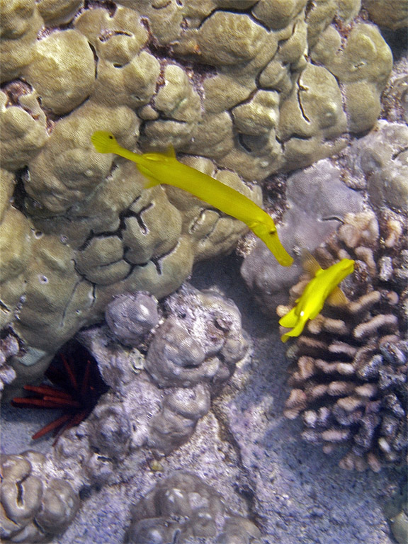trumpetfish