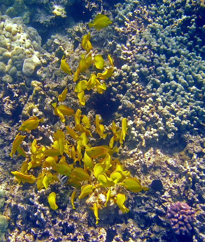 yellowtang