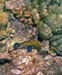 peacock_grouper