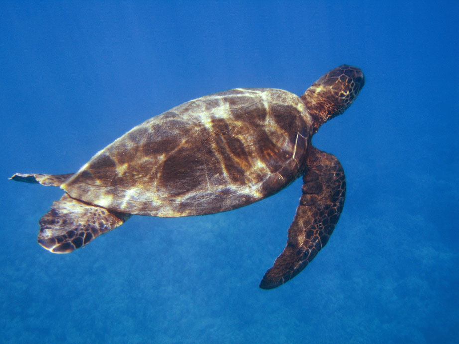 turtle