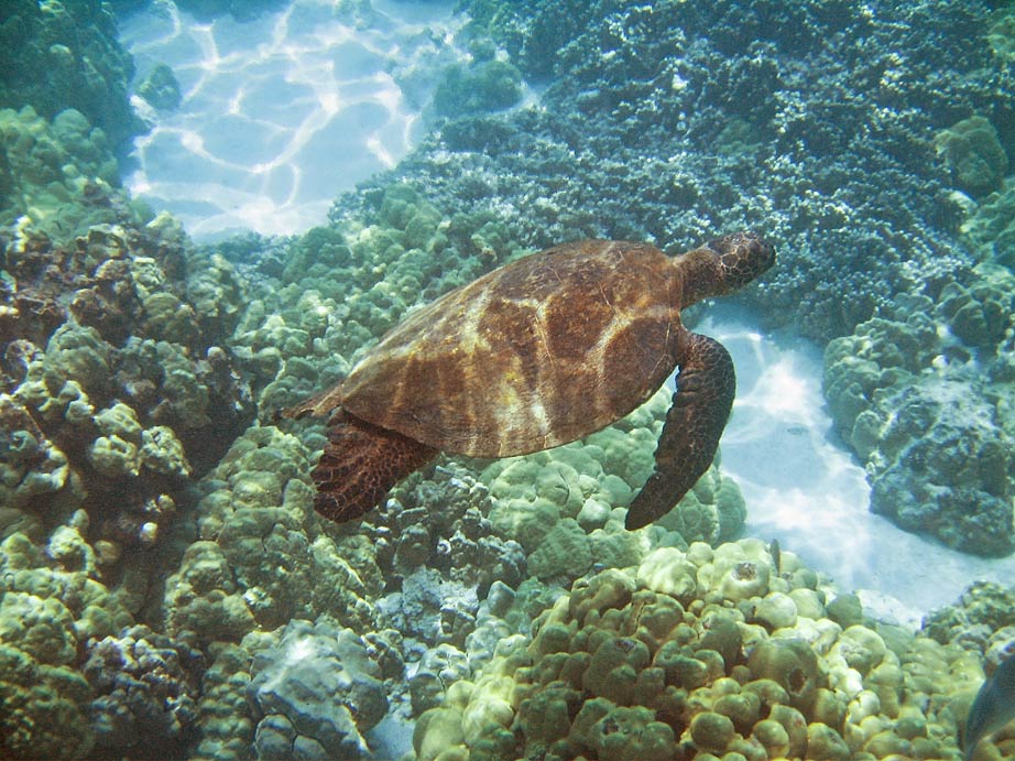 turtle2